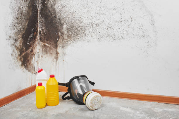 Best Affordable Mold Removal  in Damascus, MD