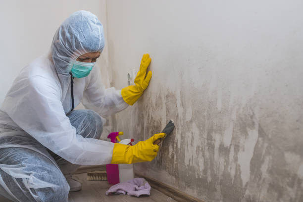 Best Residential Mold Removal  in Damascus, MD