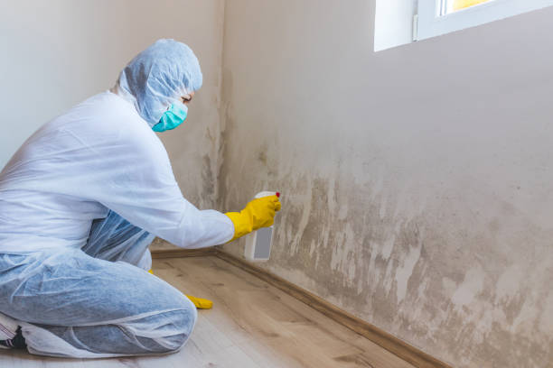 Best Mold Removal Process  in Damascus, MD