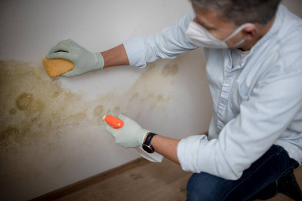 Mold Removal Process in Damascus, MD