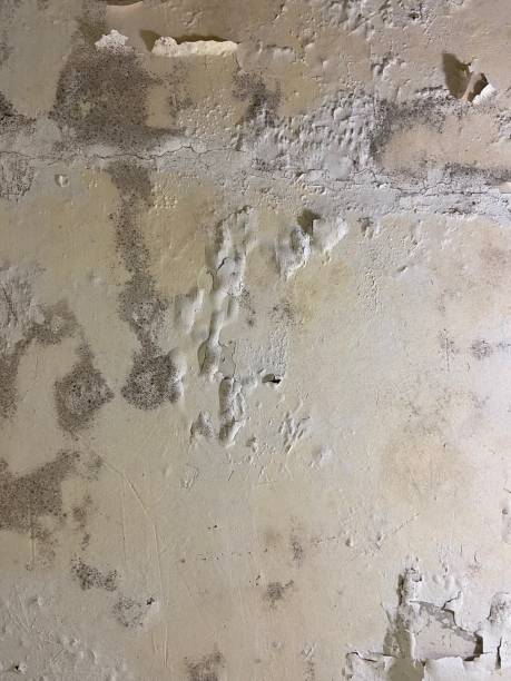 Best Mold Testing  in Damascus, MD