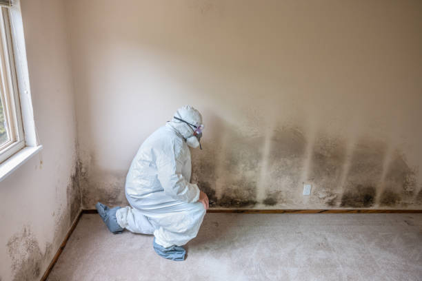 Best Local Mold Removal Service  in Damascus, MD