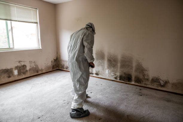 Best Same-Day Mold Removal  in Damascus, MD
