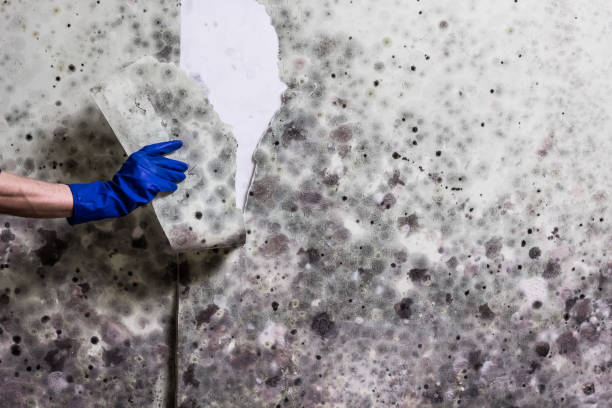 Home Mold Removal in Damascus, MD